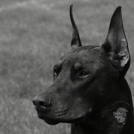 Close-up black and white Doberman face portrait emphasizing alert expression and muscle definition