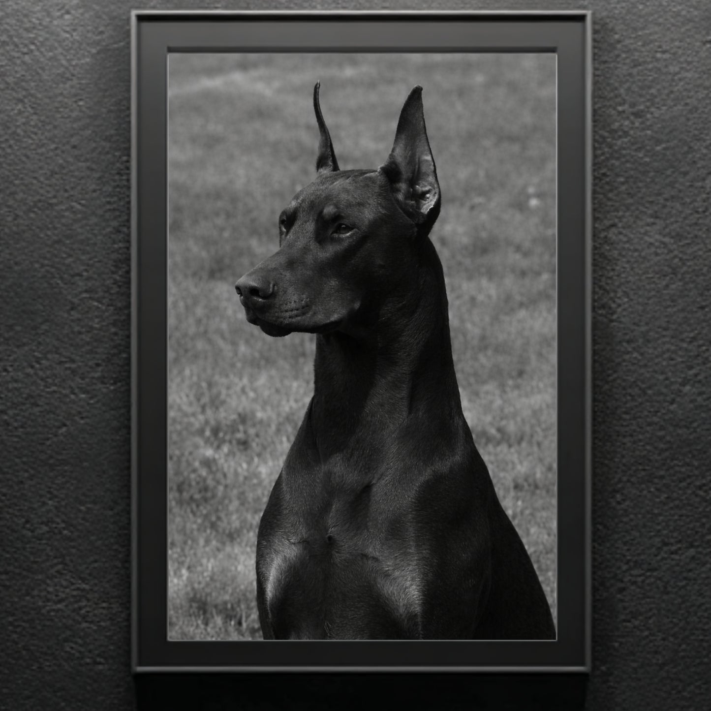 Minimal black and white Doberman dog portrait in slim black frame against textured wall