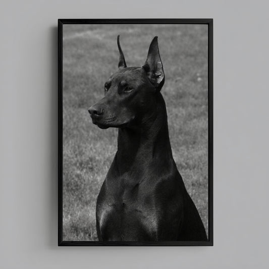 Minimalist black and white Doberman portrait wall art in black frame on clean white wall