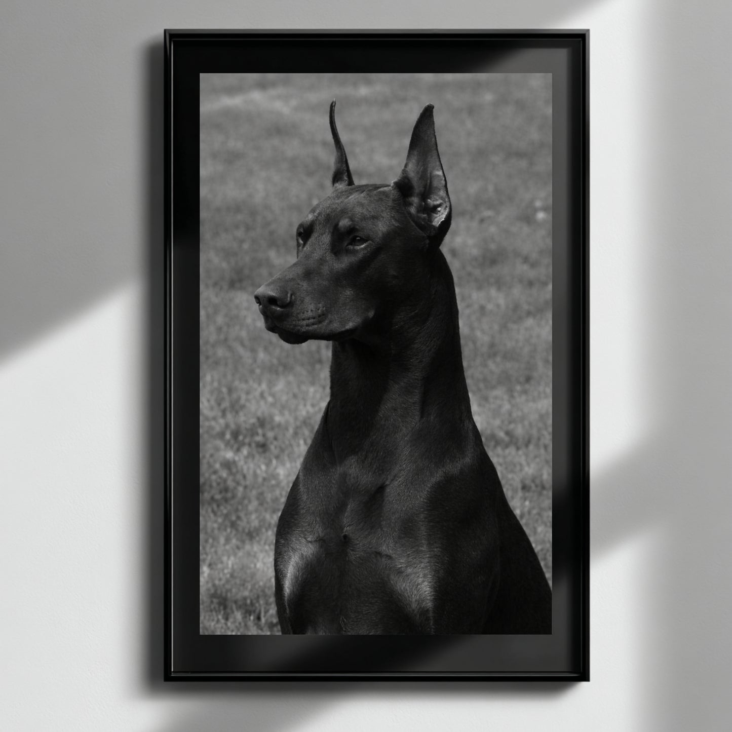 Vertical black and white Doberman wall art in modern black frame with soft natural window light