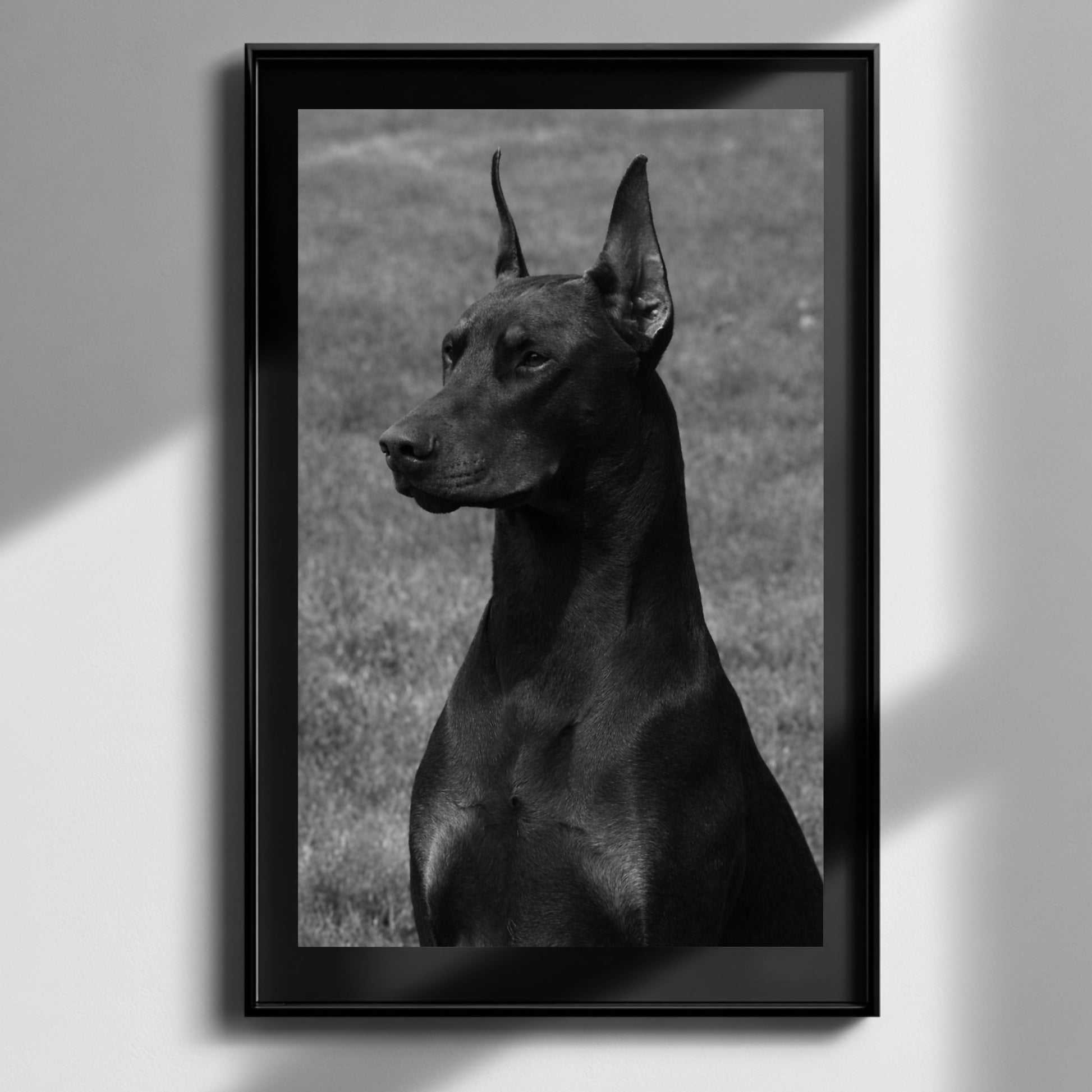 Vertical black and white Doberman wall art in modern black frame with soft natural window light