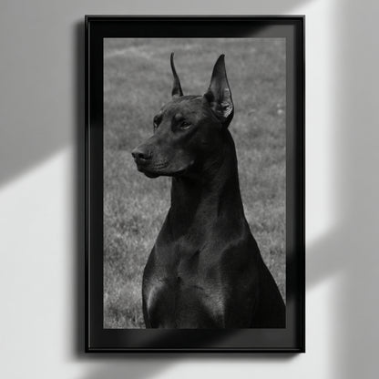 Vertical black and white Doberman wall art in modern black frame with soft natural window light