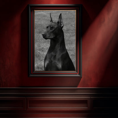 Monochrome Doberman portrait in black frame with red accent displayed on dramatic red interior wall