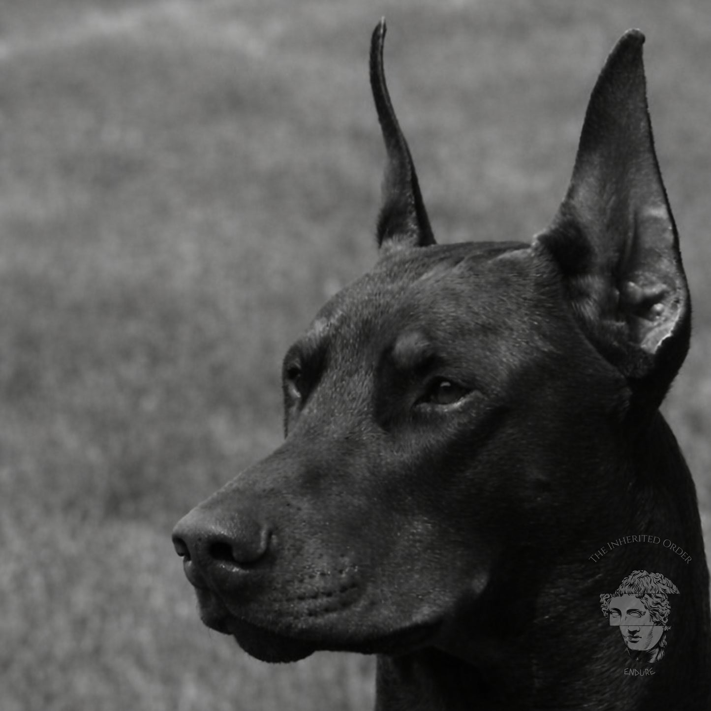 Close-up black and white Doberman face portrait emphasizing alert expression and muscle definition