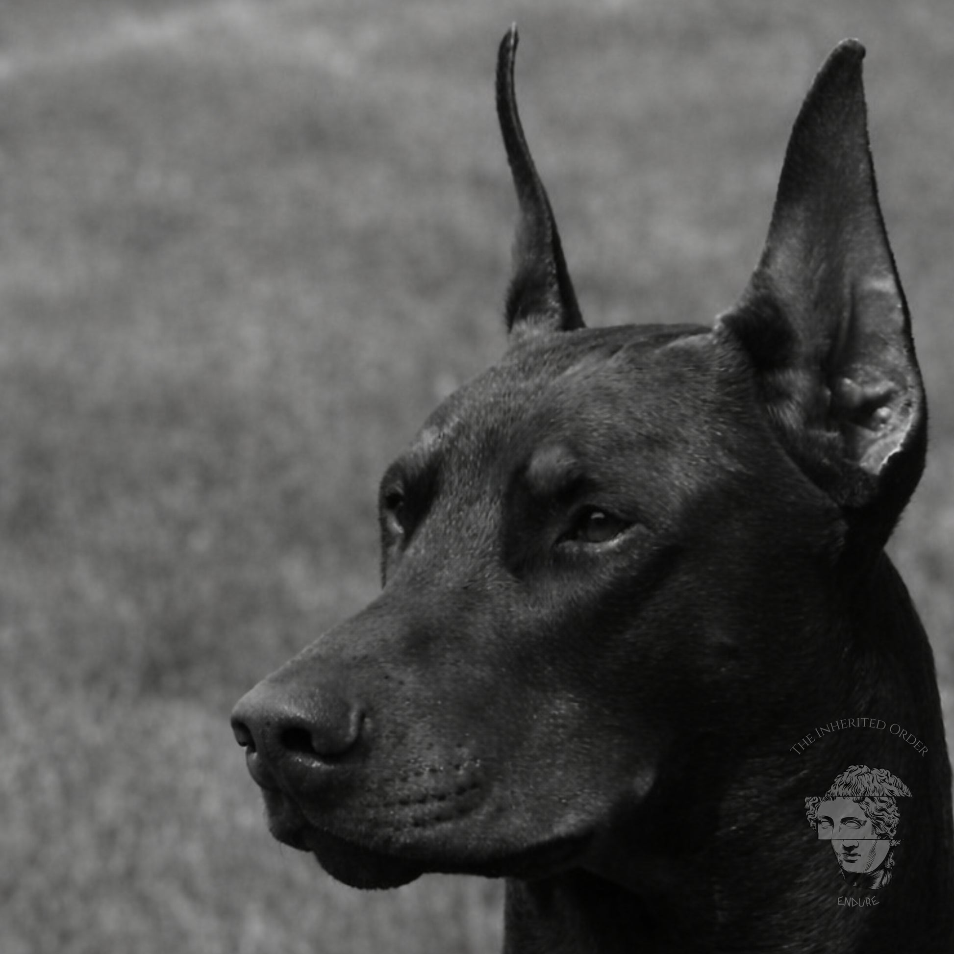Close-up black and white Doberman face portrait emphasizing alert expression and muscle definition
